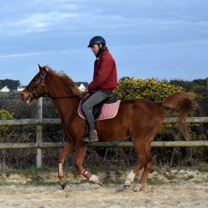 Jivann Cheval a Vendre plogoff