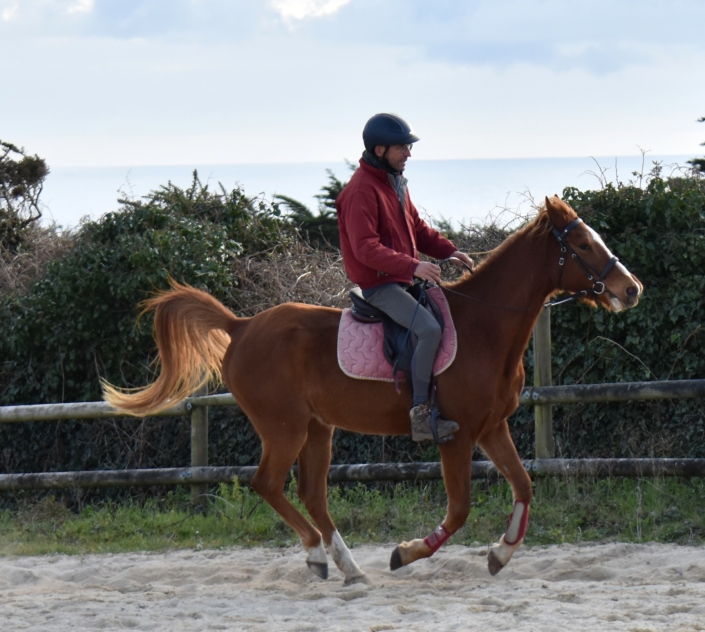 Jivann Cheval a Vendre plogoff