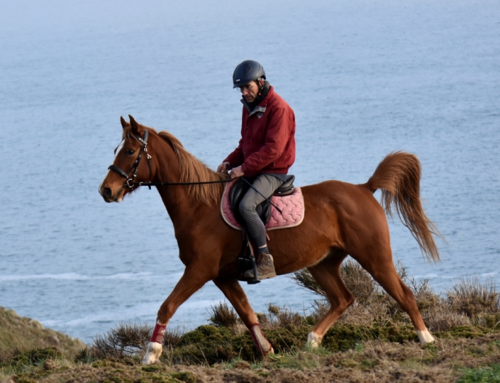 Jivann Cheval a Vendre plogoff