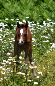 Namaya Elevage Chevaux Endurance