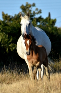 Namaya Elevage Chevaux Endurance