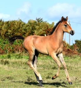 Namaya Elevage Chevaux Endurance